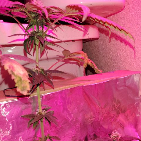 Unknown strain growlog timeline photo