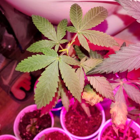 Unknown strain growlog timeline photo
