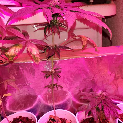 Unknown strain growlog timeline photo