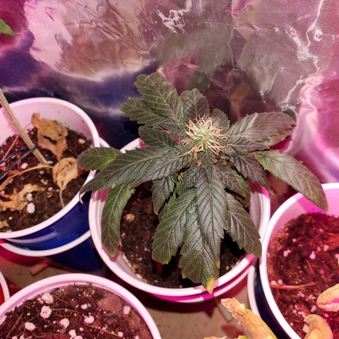 Unknown strain growlog timeline photo