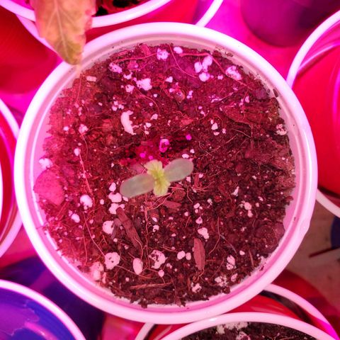 Blueberry Auto growlog photo: Girls are looking good