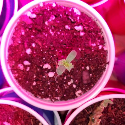 Blueberry Auto growlog photo: Girls are looking good