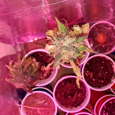 Unknown strain growlog timeline photo