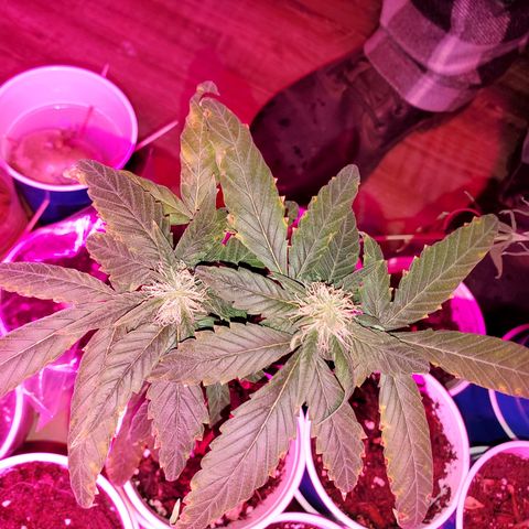 Unknown strain growlog timeline photo