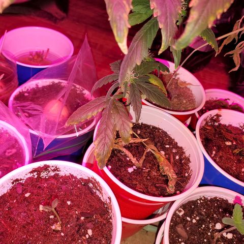 Unknown strain growlog timeline photo