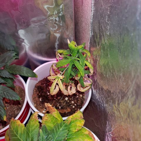 Unknown strain growlog timeline photo