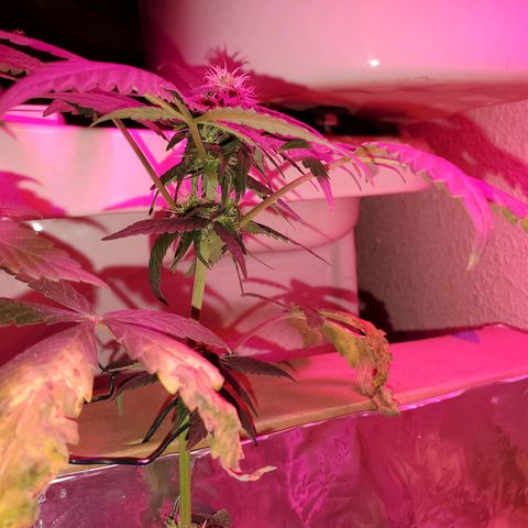 Unknown strain growlog timeline photo