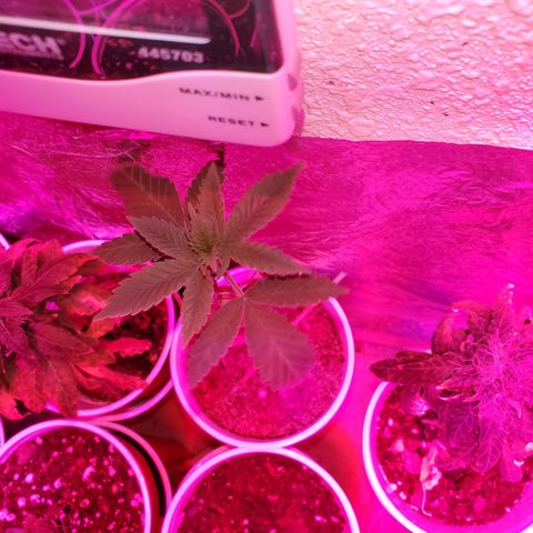 Unknown strain growlog timeline photo