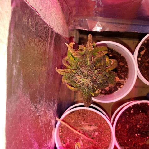 Unknown strain growlog timeline photo