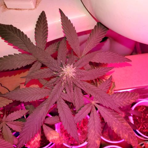 Unknown strain growlog timeline photo