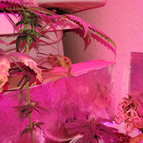 Unknown strain growlog timeline photo