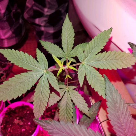 Unknown strain growlog timeline photo