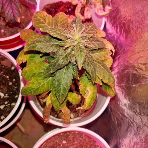 Unknown strain growlog timeline photo