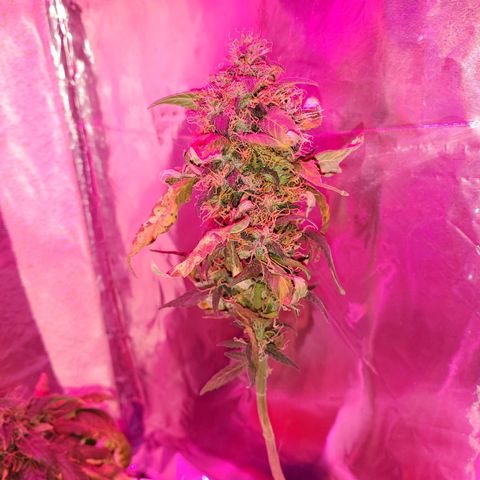 Unknown strain growlog timeline photo