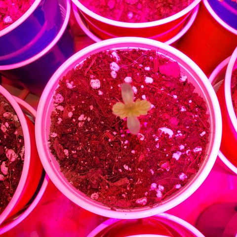 Blueberry Auto growlog photo: Stretching stopped now its time to grow!