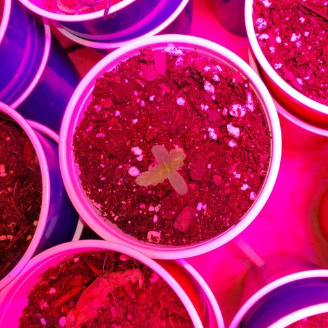 Blueberry Auto growlog photo: Stretching stopped now its time to grow!