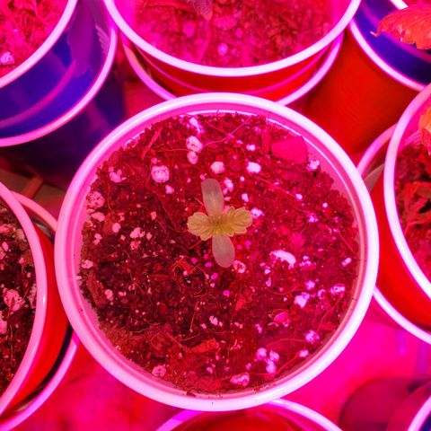 Blueberry Auto growlog photo: Stretching stopped now its time to grow!