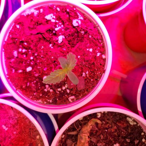Blueberry Auto growlog timeline photo