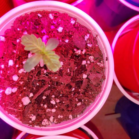 Blueberry Auto growlog timeline photo