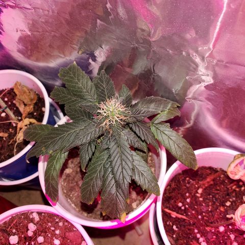 Unknown strain growlog timeline photo