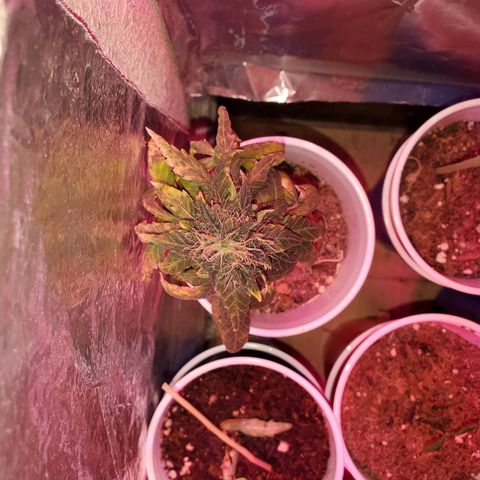 Unknown strain growlog timeline photo