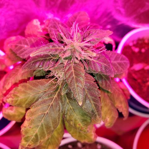 Unknown strain growlog timeline photo