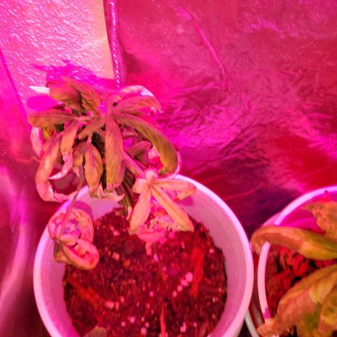 Unknown strain growlog timeline photo
