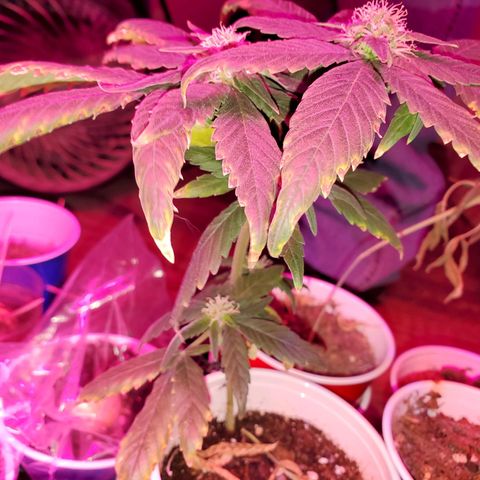 Unknown strain growlog timeline photo