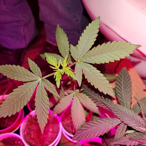 Unknown strain growlog timeline photo