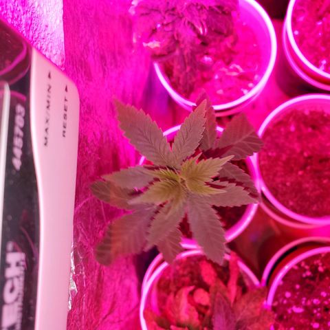 Unknown strain growlog timeline photo
