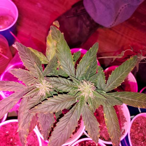 Unknown strain growlog timeline photo