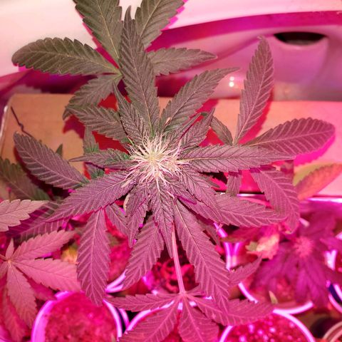 Unknown strain growlog timeline photo
