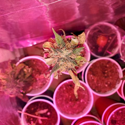 Unknown strain growlog timeline photo