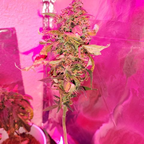Unknown strain growlog timeline photo