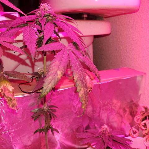 Unknown strain growlog timeline photo