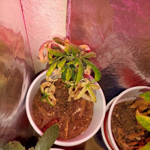 Unknown strain growlog timeline photo