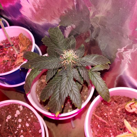 Unknown strain growlog timeline photo