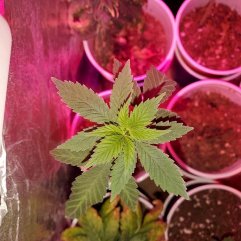Unknown strain growlog timeline photo