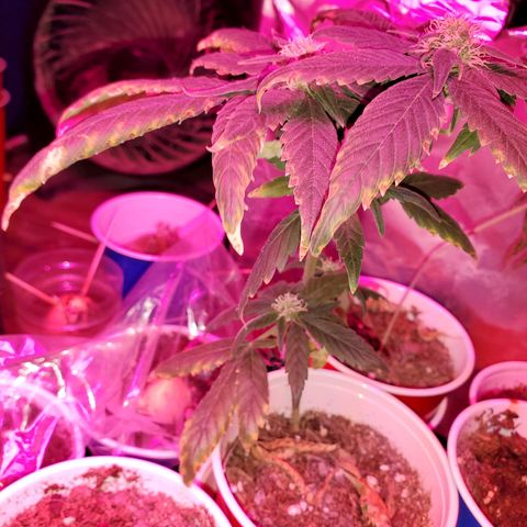 Unknown strain growlog timeline photo