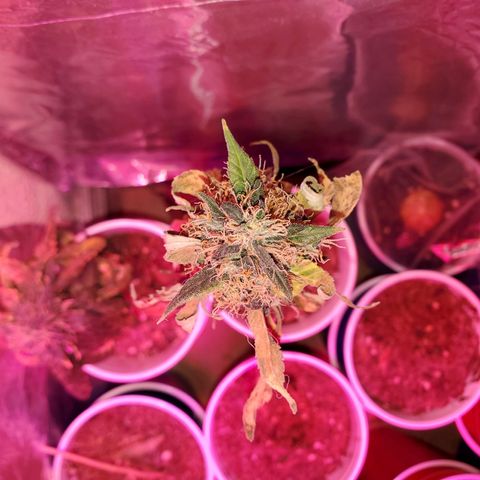 Unknown strain growlog timeline photo