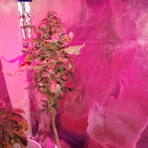 Unknown strain growlog timeline photo