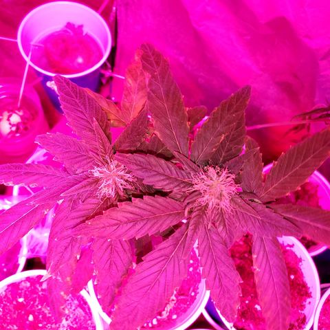 Unknown strain growlog timeline photo