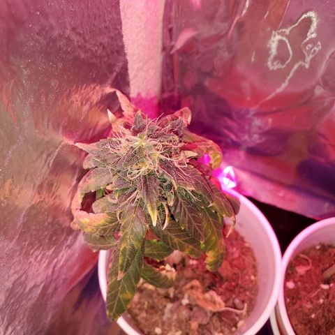 Unknown strain growlog timeline photo