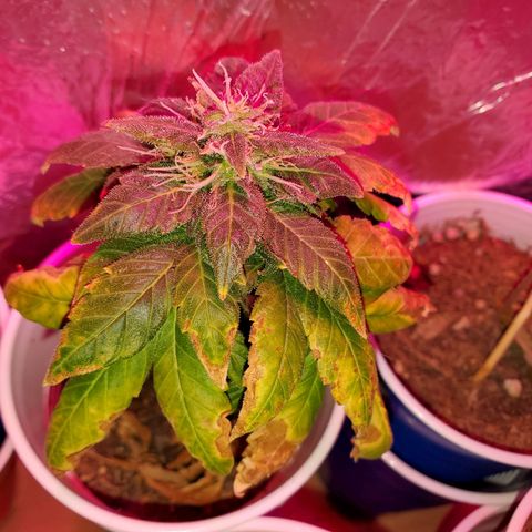 Unknown strain growlog timeline photo