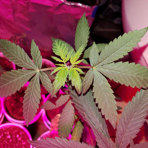 Unknown strain growlog timeline photo
