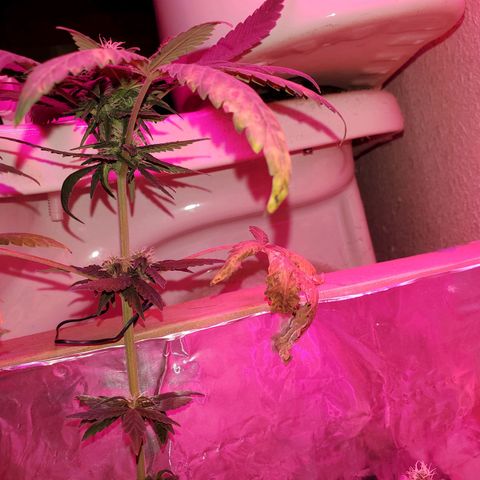 Unknown strain growlog timeline photo