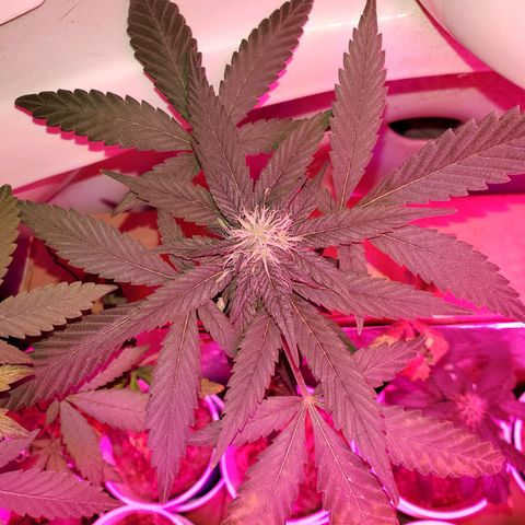 Unknown strain growlog timeline photo