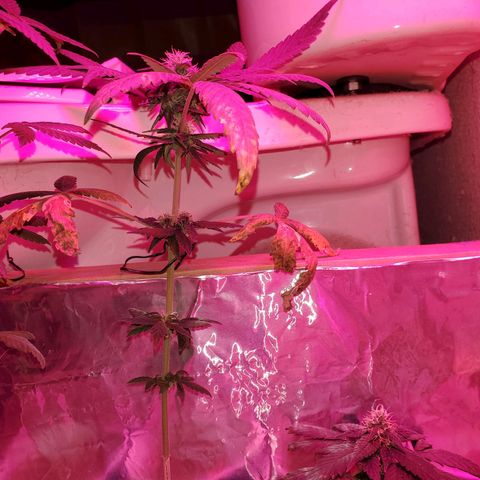 Unknown strain growlog timeline photo
