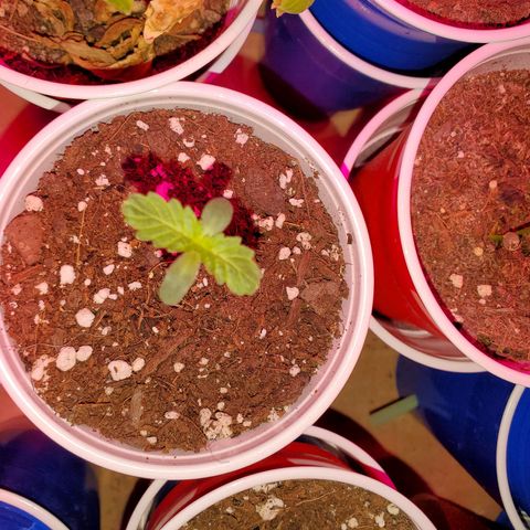 Blueberry Auto growlog timeline photo