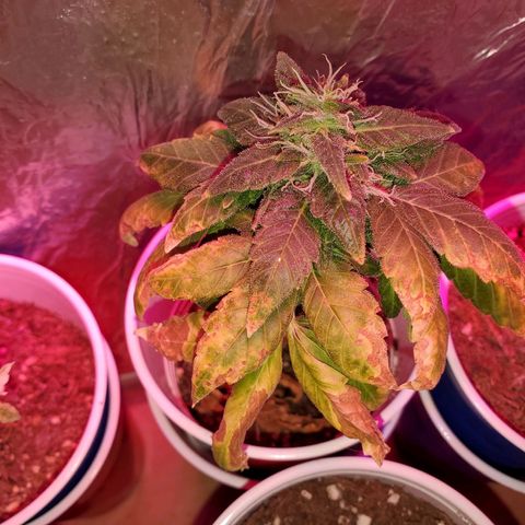 Unknown strain growlog timeline photo